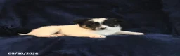 Mixed Breed dogs for sale: Snoopie - Ad 4