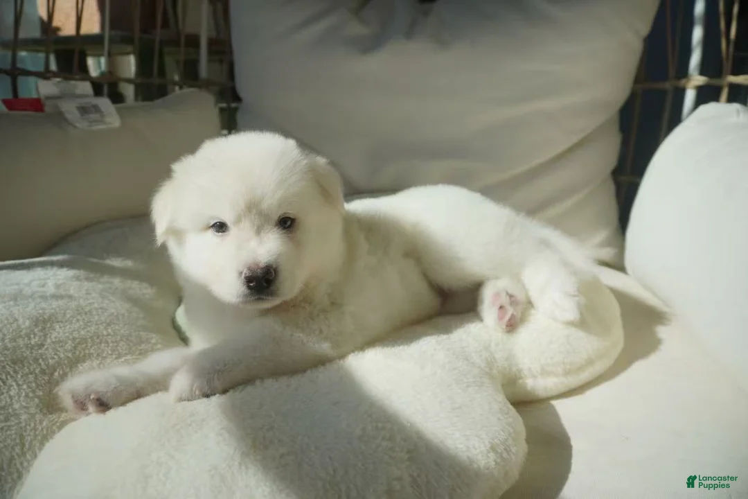 Alaskan Malamute dogs for sale: Coconut - Ad 12