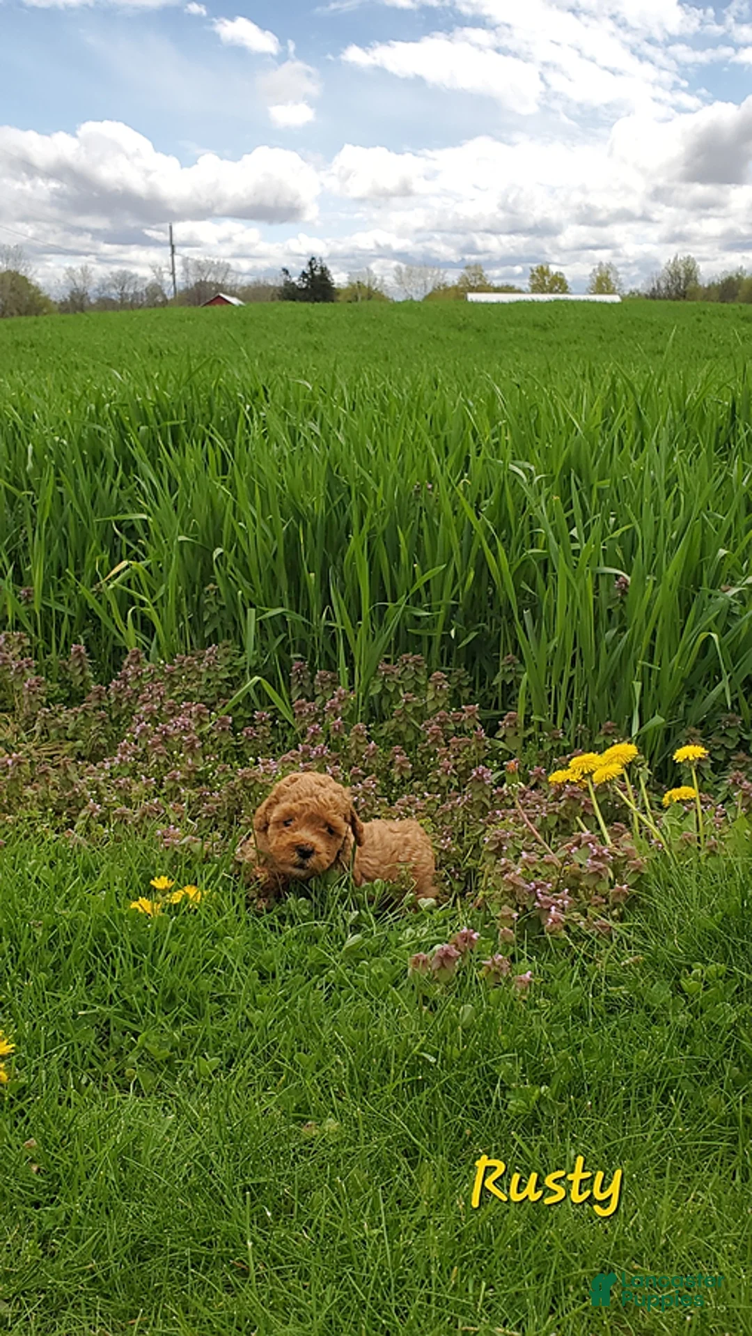 Toy Poodle dogs for sale: Rusty - Ad 10