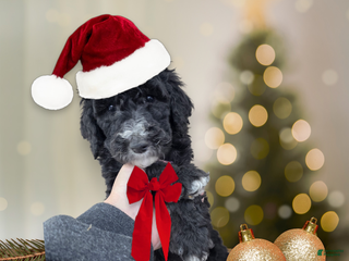 Standard Poodle dogs Standard Poodle Puppy 8 - Ad 24