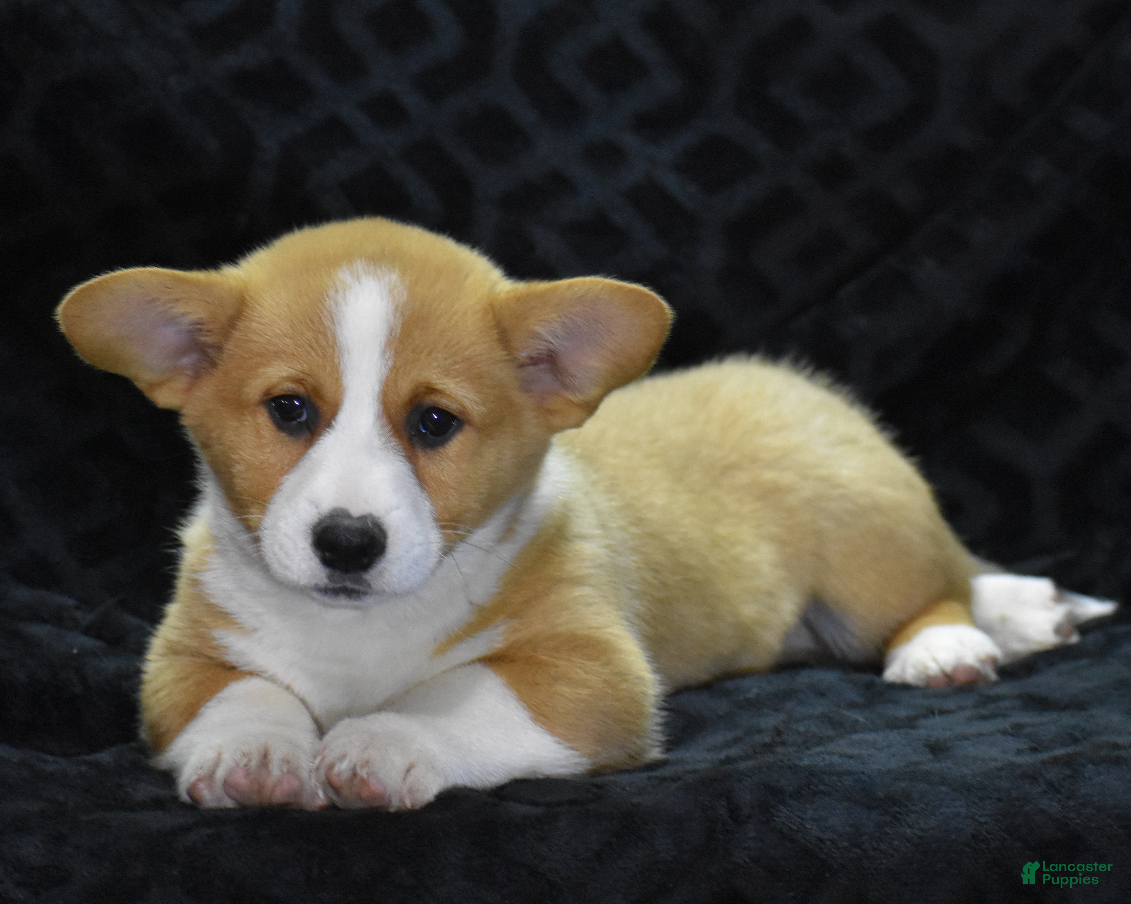 Welsh Corgi Pembroke dogs Mars - Ad 42