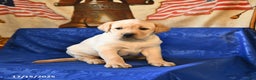 Labrador Retriever dogs for sale: Harper - Ad 1