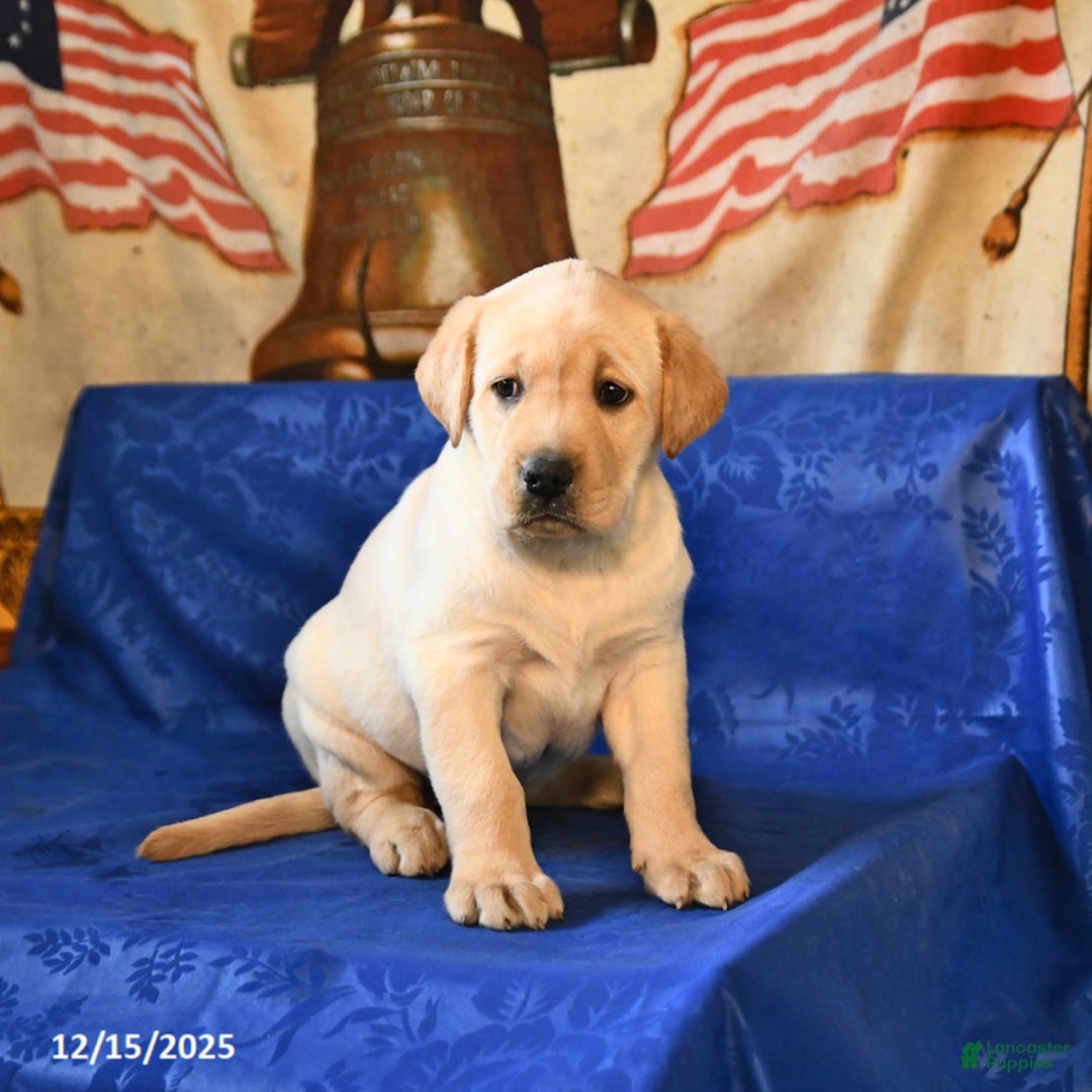 Labrador Retriever dogs for sale: Harper - Ad 1