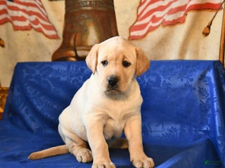 Labrador Retriever dogs Harper - Ad 9