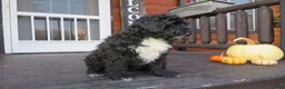 Portuguese Water Dog dogs for sale: Cody - Ad 16