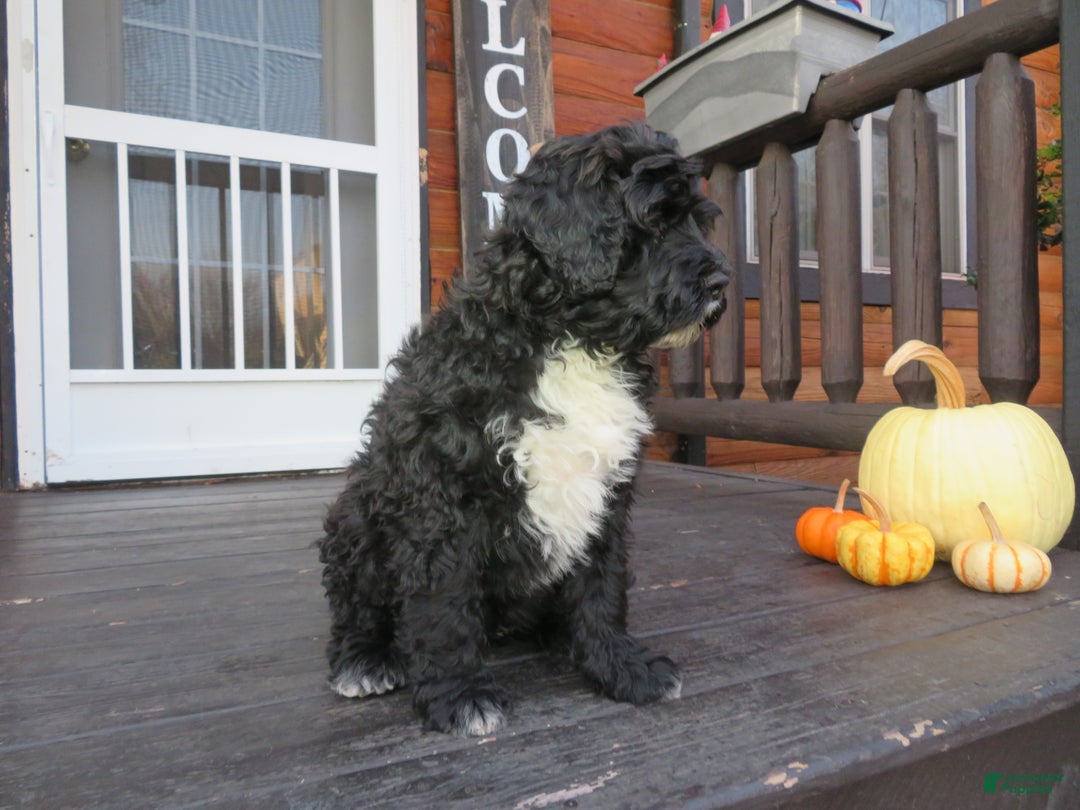 Portuguese Water Dog dogs for sale: Cody - Ad 16