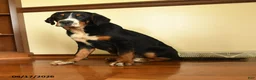 Greater Swiss Mountain Dog dogs for sale: Keller - Ad 3