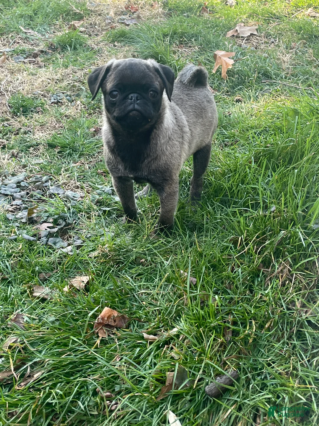 Pug dogs for sale: Peanut  - Ad 2
