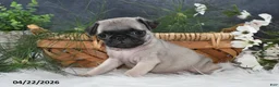 Pug dogs for sale: Gilbert - Ad 3