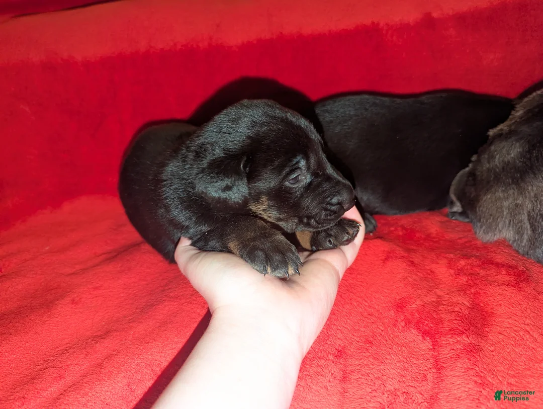 Mixed Breed dogs for sale: Mixed Breed Puppy 2 - Ad 1