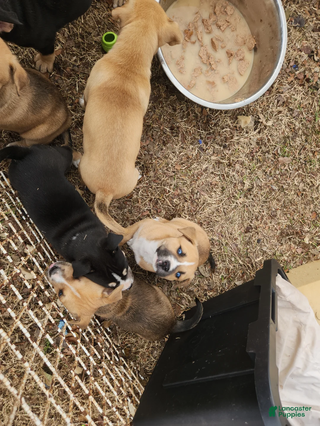 Mixed Breed dogs for sale: Mixed Breed Puppy 4 - Ad 4