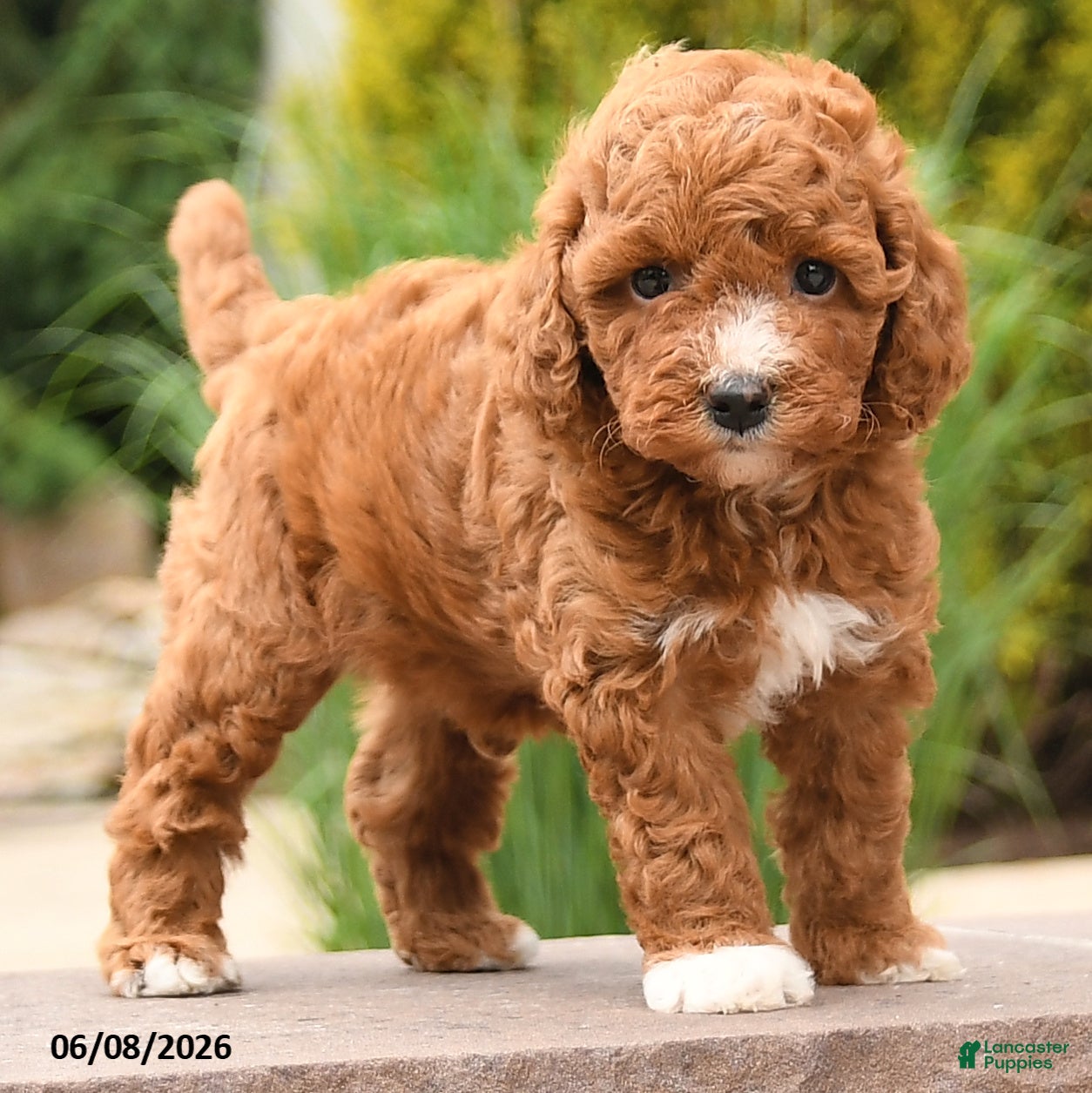 Toy Poodle dogs Friendly - Ad 2