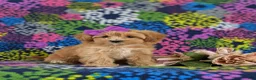 Maltipoo dogs for sale: Serenity 7 lbs Full Grown - Ad 3