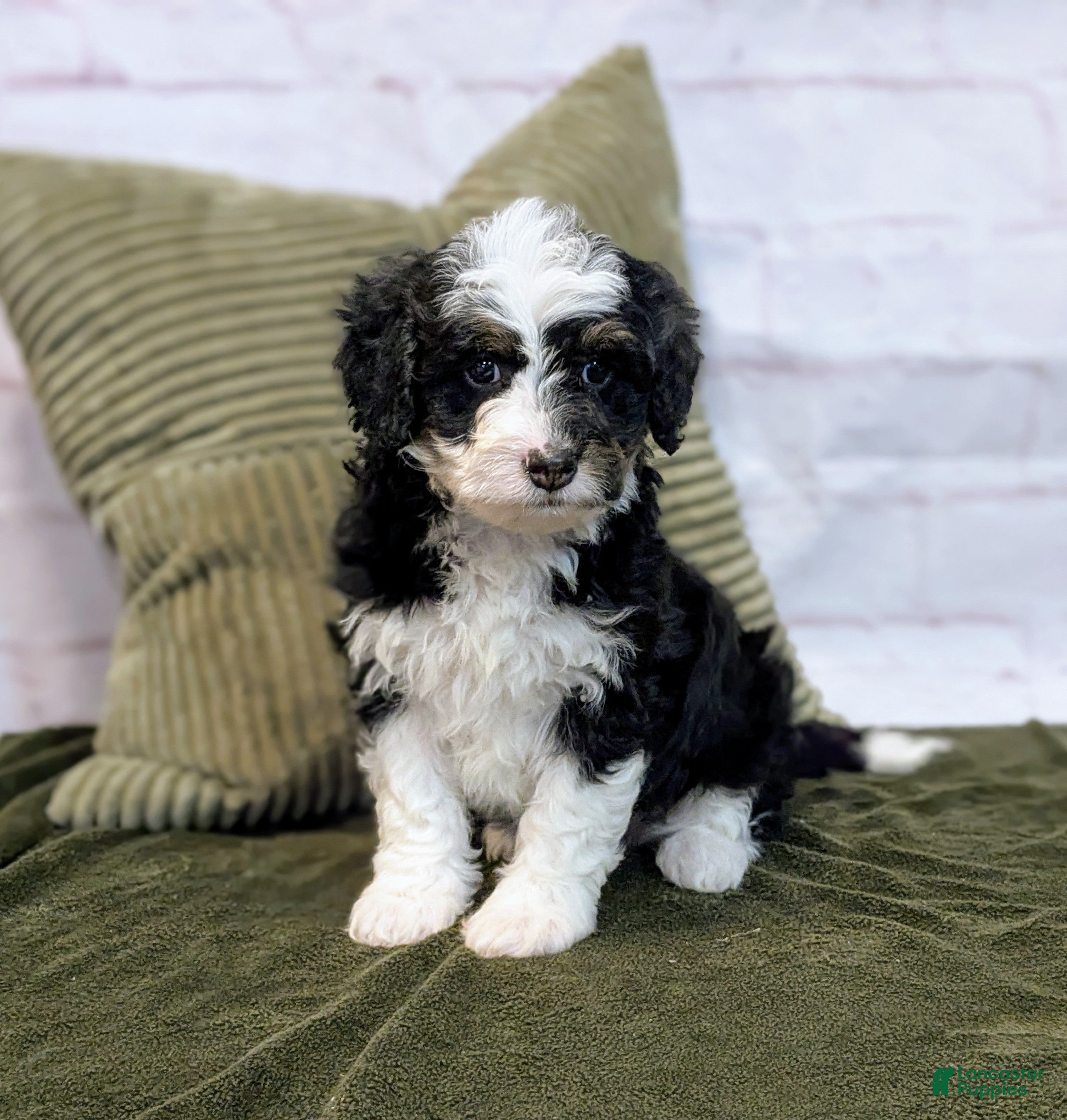 Mini Bernedoodle dogs Lana - Ad 3