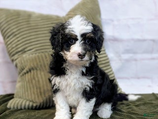Mini Bernedoodle dogs Lana - Ad 30