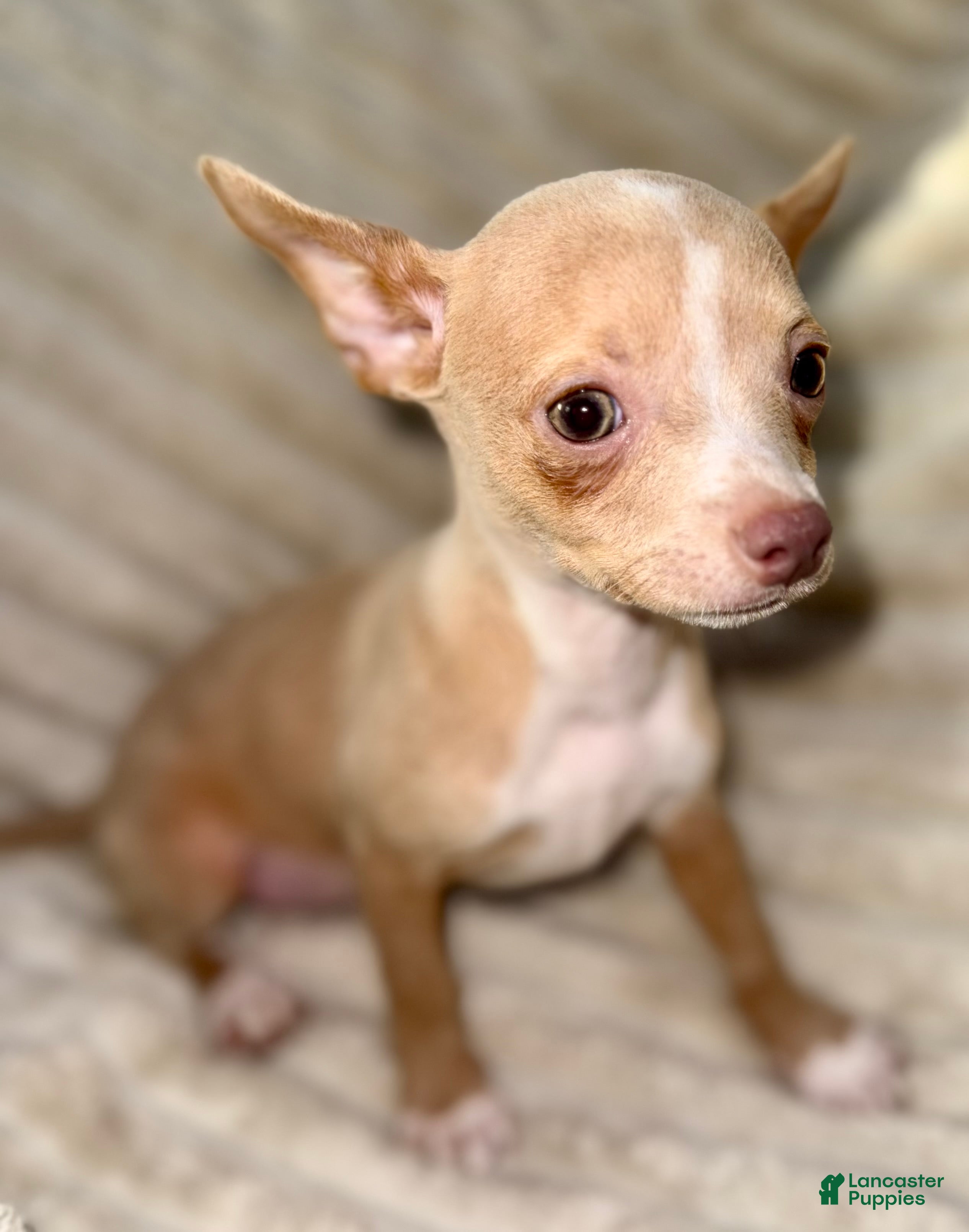 Chihuahua dogs Biggy  - Ad 1