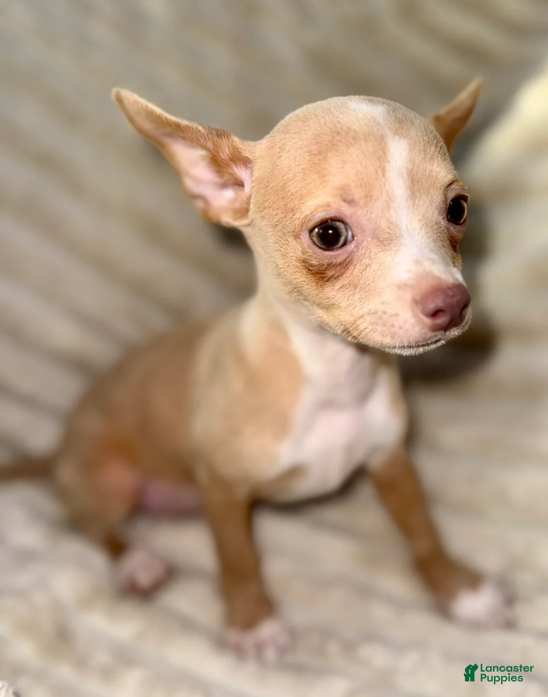 Chihuahua dogs for sale: Biggy  - Ad 1