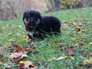 Mixed Breed dogs - Ad 7