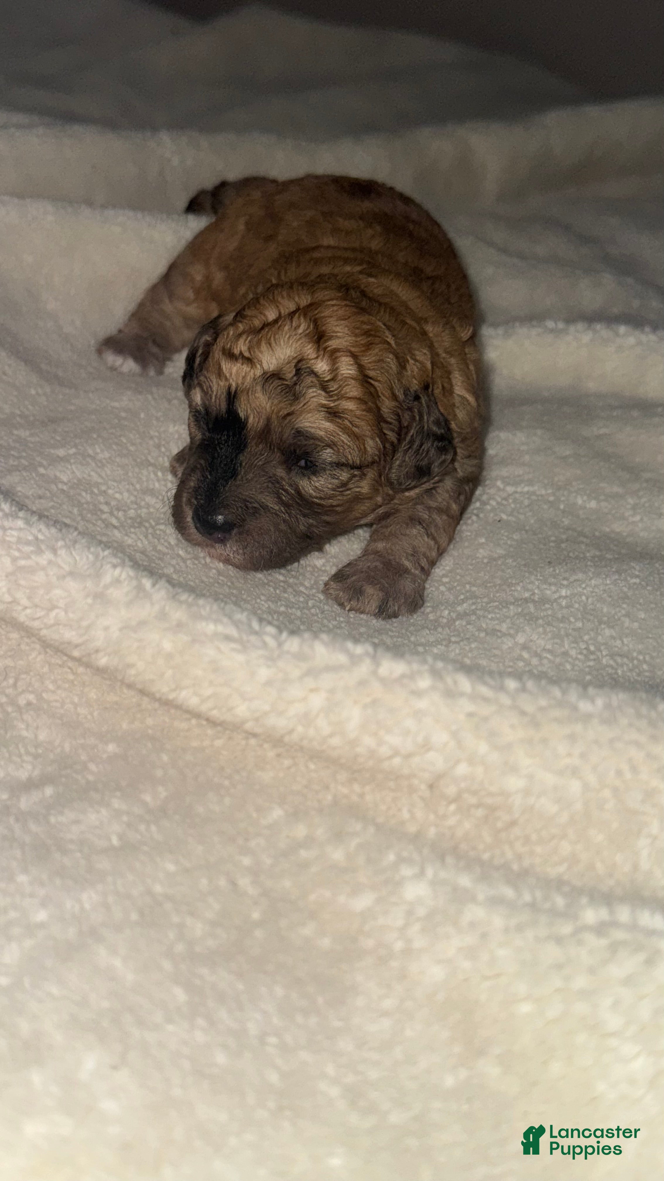 Toy Poodle dogs Sophie - Ad 4