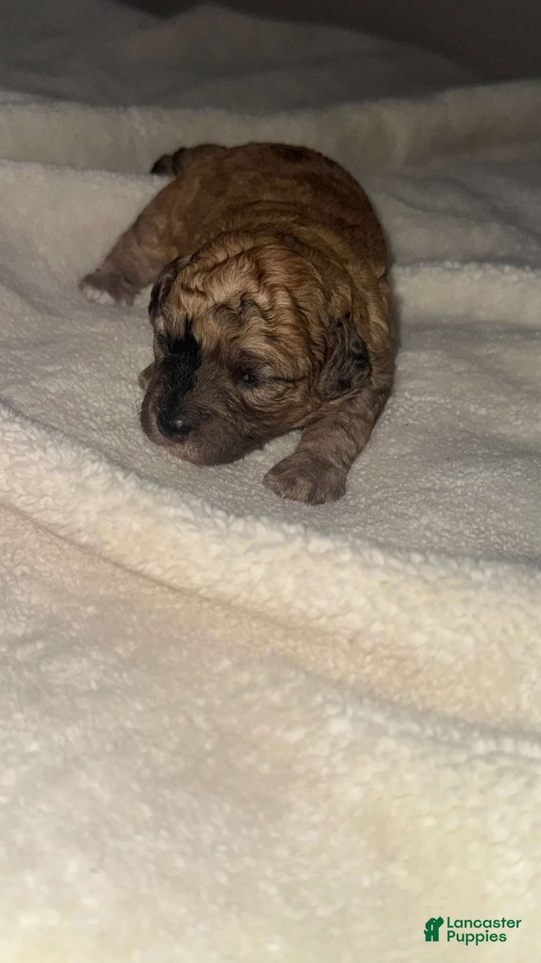 Toy Poodle dogs for sale: Sophie - Ad 1