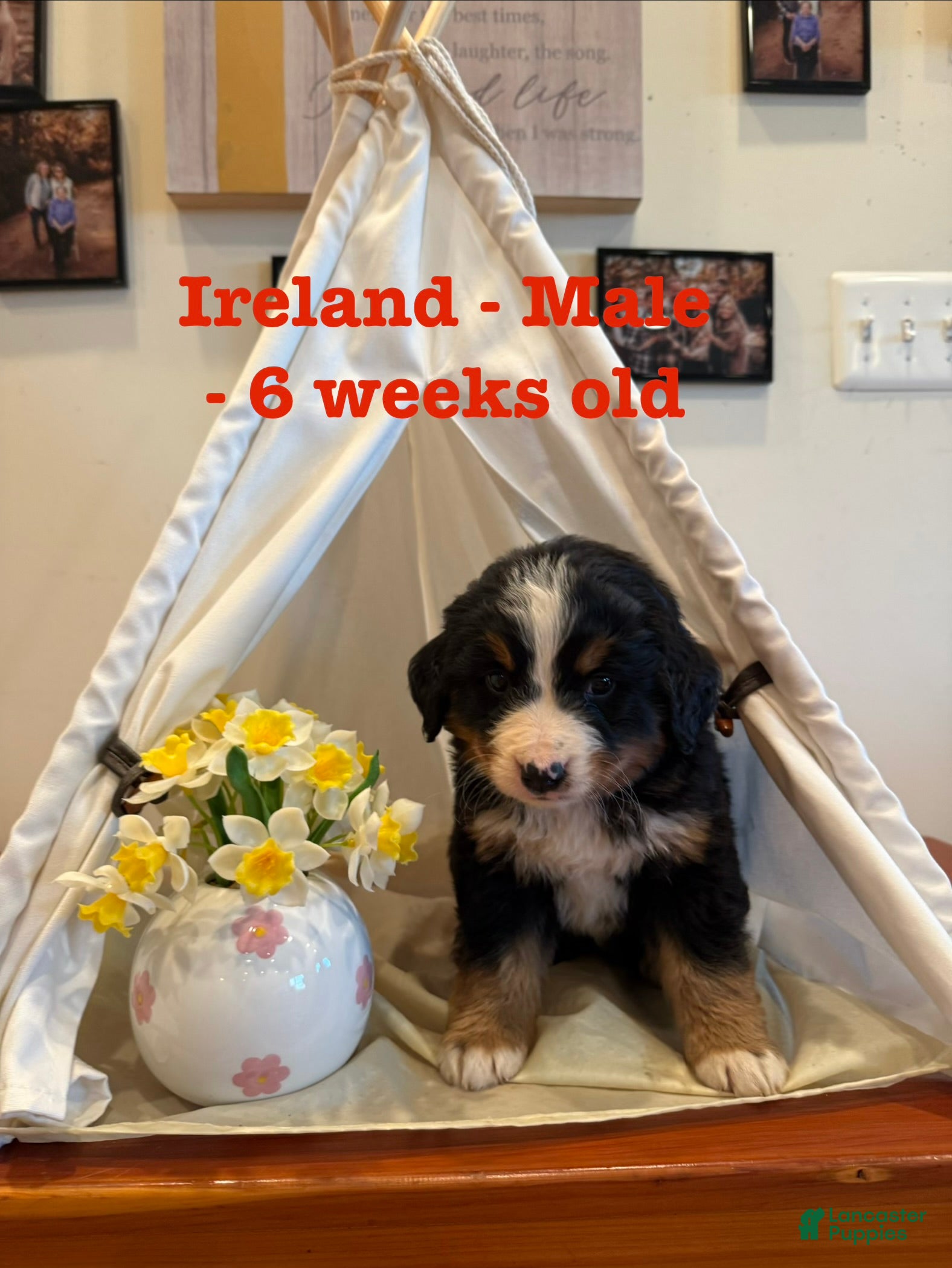Bernese Mountain Dog dogs Ireland - Ad 10