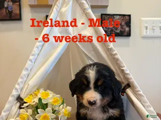Bernese Mountain Dog dogs Ireland - Ad 25