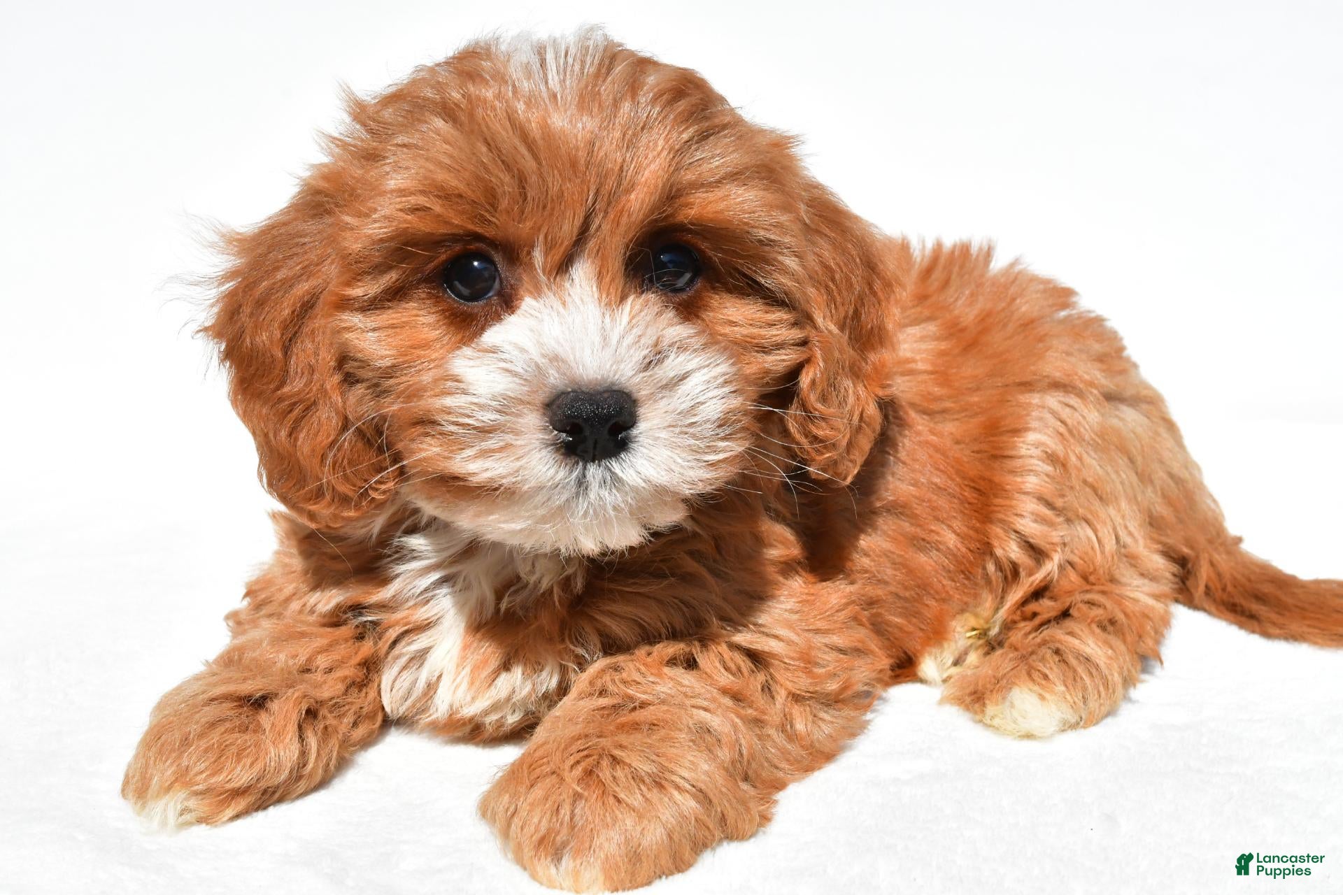 Cavapoo dogs Joy - Ad 2