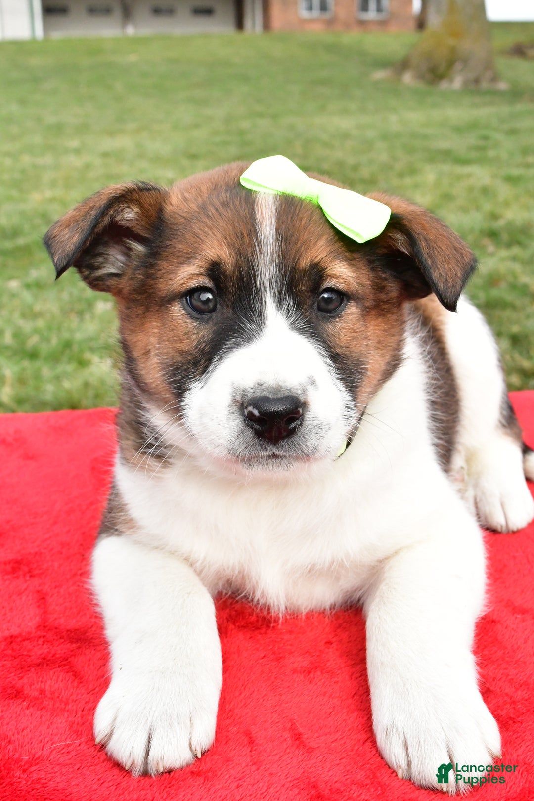 Mixed Breed dogs for sale: Marshall - Ad 5