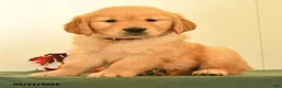 Golden Retriever dogs for sale: Darla - Ad 3