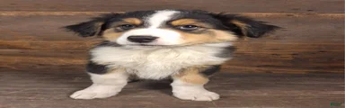 Benjamin