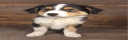 Australian Shepherd dogs for sale: Benjamin - Ad 1