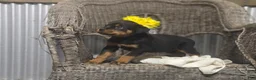 Rottweiler dogs for sale: Timothy - Ad 3