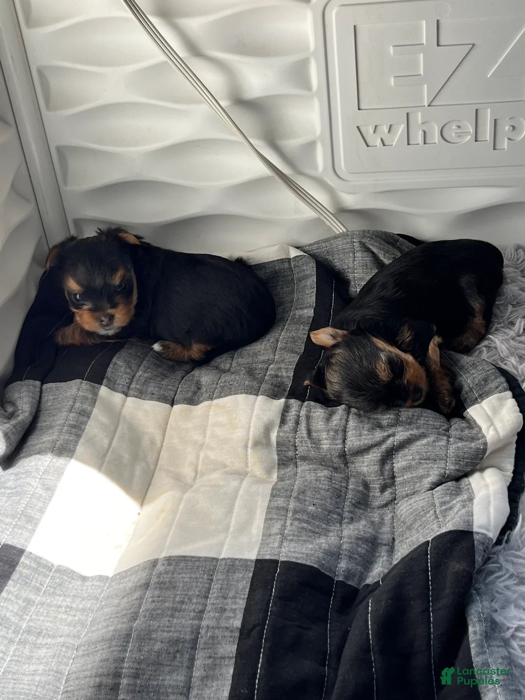 Yorkshire Terrier dogs for sale: Yorkshire Terrier 1 - Ad 2