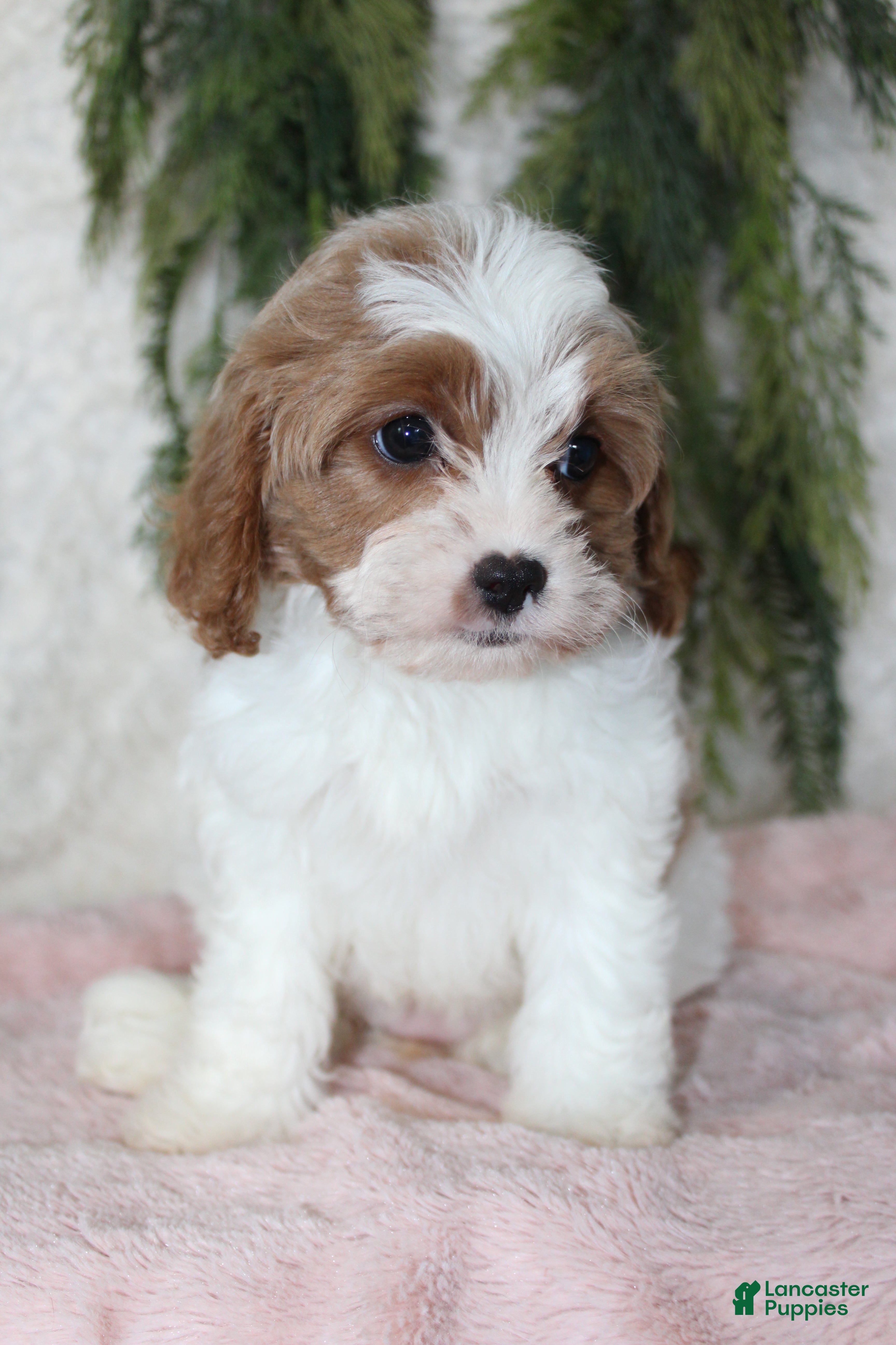 Cavapoo dogs Cavapoo 3 - Ad 11