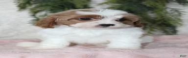 Cavapoo 3