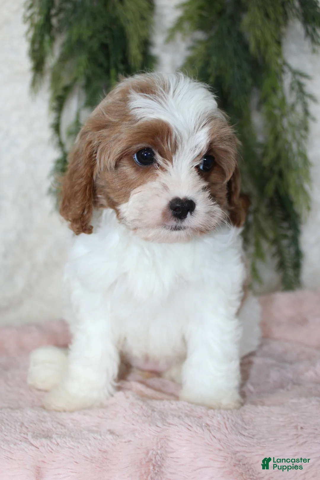 Cavapoo dogs for sale: Cavapoo 3 - Ad 1
