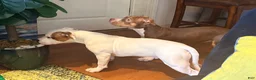 Mixed Breed dogs for sale: Mixed Breed 2 - Ad 5