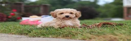 Bichpoo dogs for sale: Mia - Ad 14