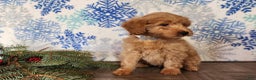 Mini Goldendoodle dogs for sale: Reno - Ad 1