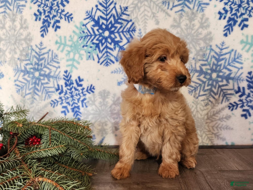 Mini Goldendoodle dogs for sale: Reno - Ad 1