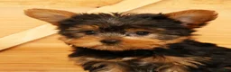 Yorkshire Terrier dogs for sale: Spencer - Ad 7