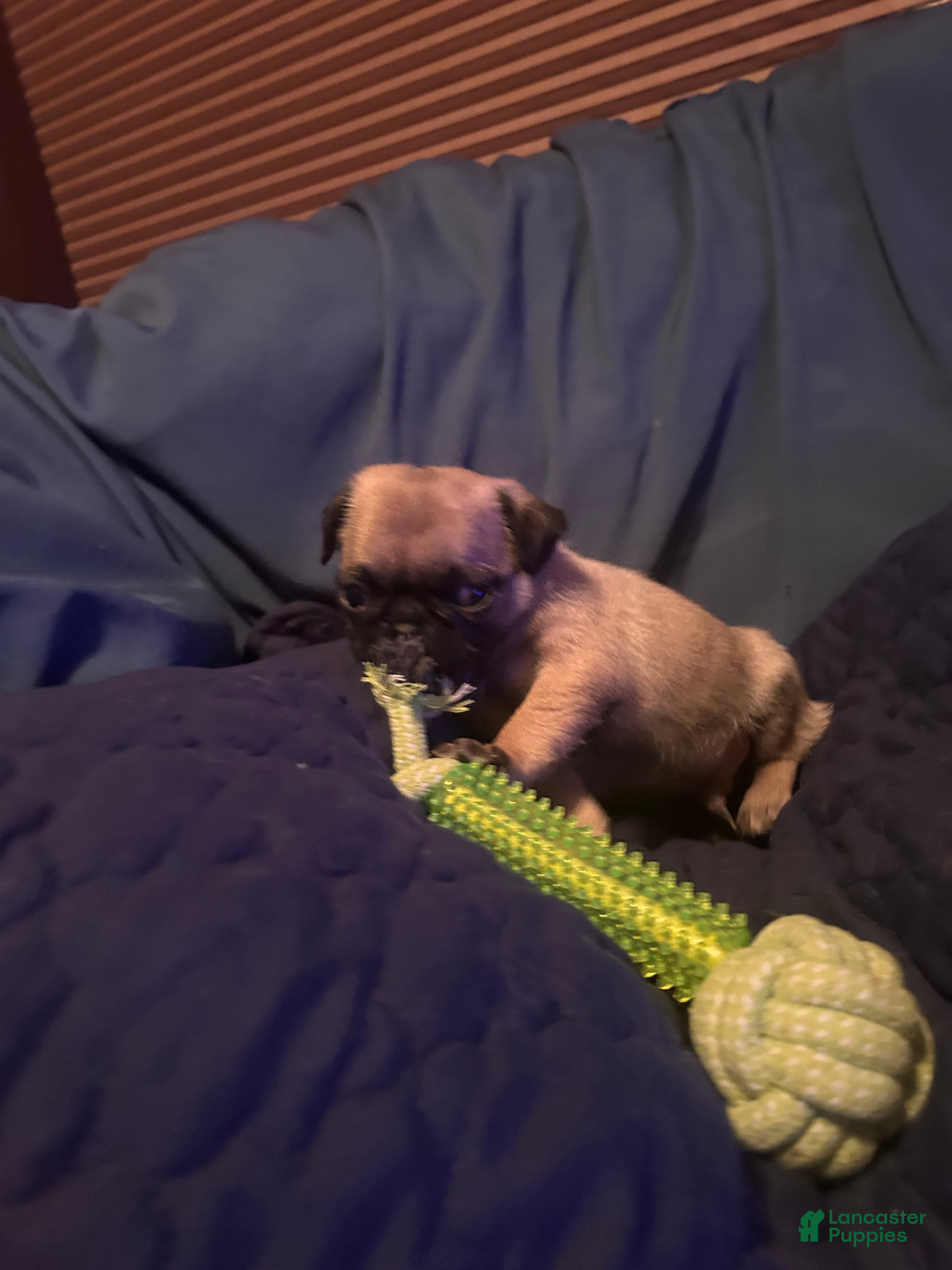Pug dogs for sale: Peter - Ad 4