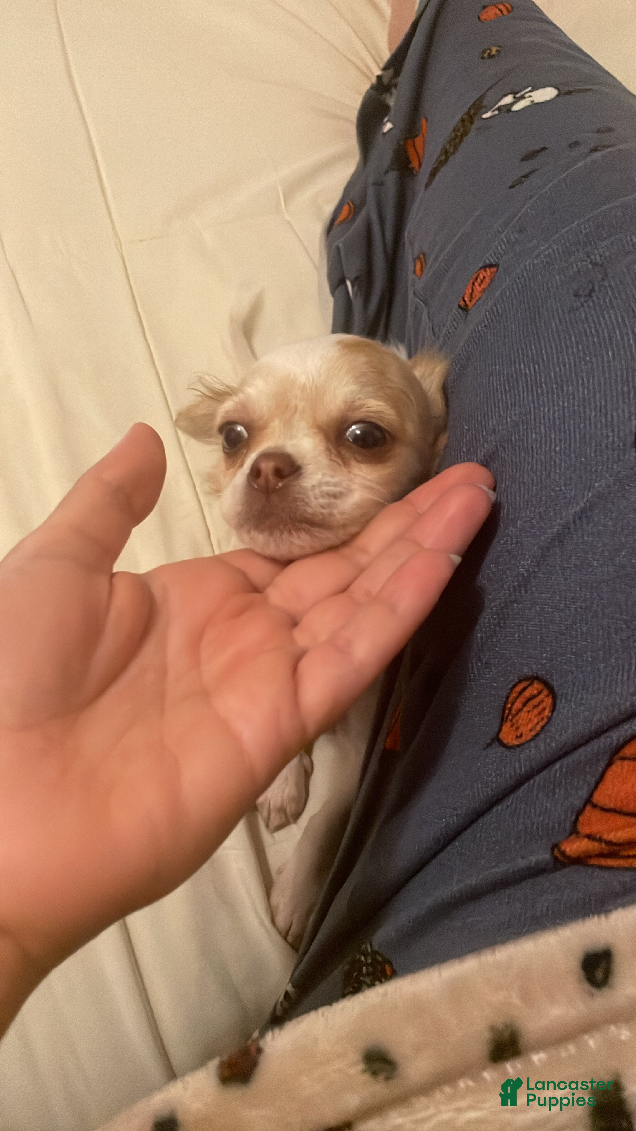 Chihuahua dogs for sale: Rio - Ad 2