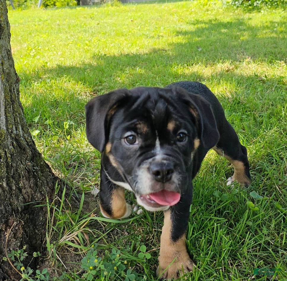 Mixed Breed dogs Dynamo - Ad 29