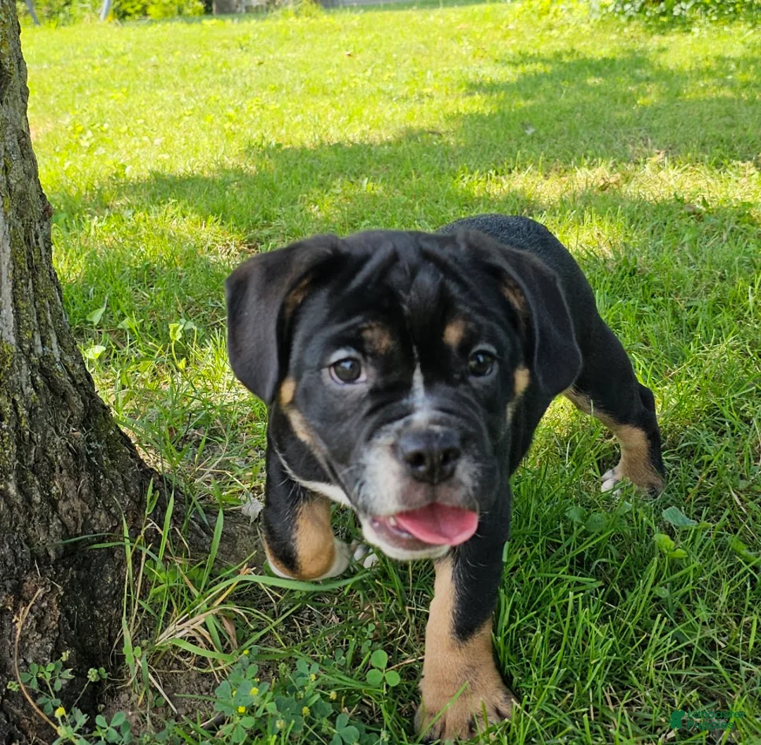 Mixed Breed dogs for sale: SALE! Dynamo - Ad 1