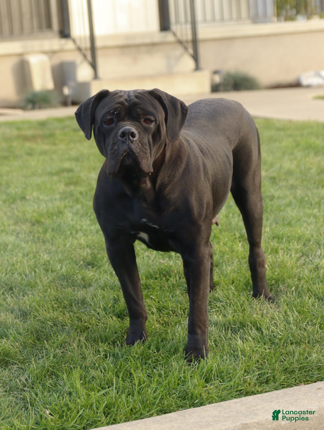 Cane Corso dogs for sale: Molly - Ad 12
