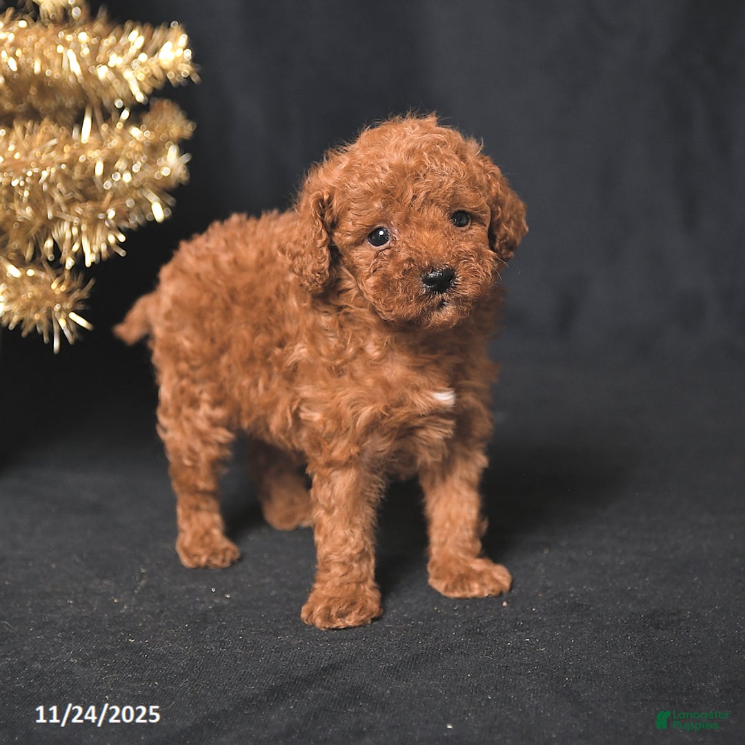 Toy Poodle dogs for sale: Tiny Benji - Ad 4