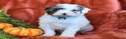 Bernedoodle dogs for sale: Bella   - Ad 4