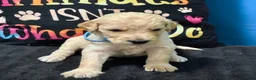 Goldendoodle dogs for sale: Qui-Gon Jin - Ad 2