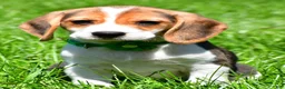 Beagle dogs for sale: Betty - Ad 1